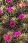 USA, Texas, Big Bend National Park. Blooming pitaya cactus. Art Print